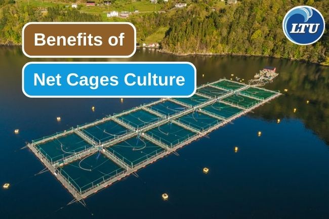 11 Advantages of Using Net Cages for Fish Farming